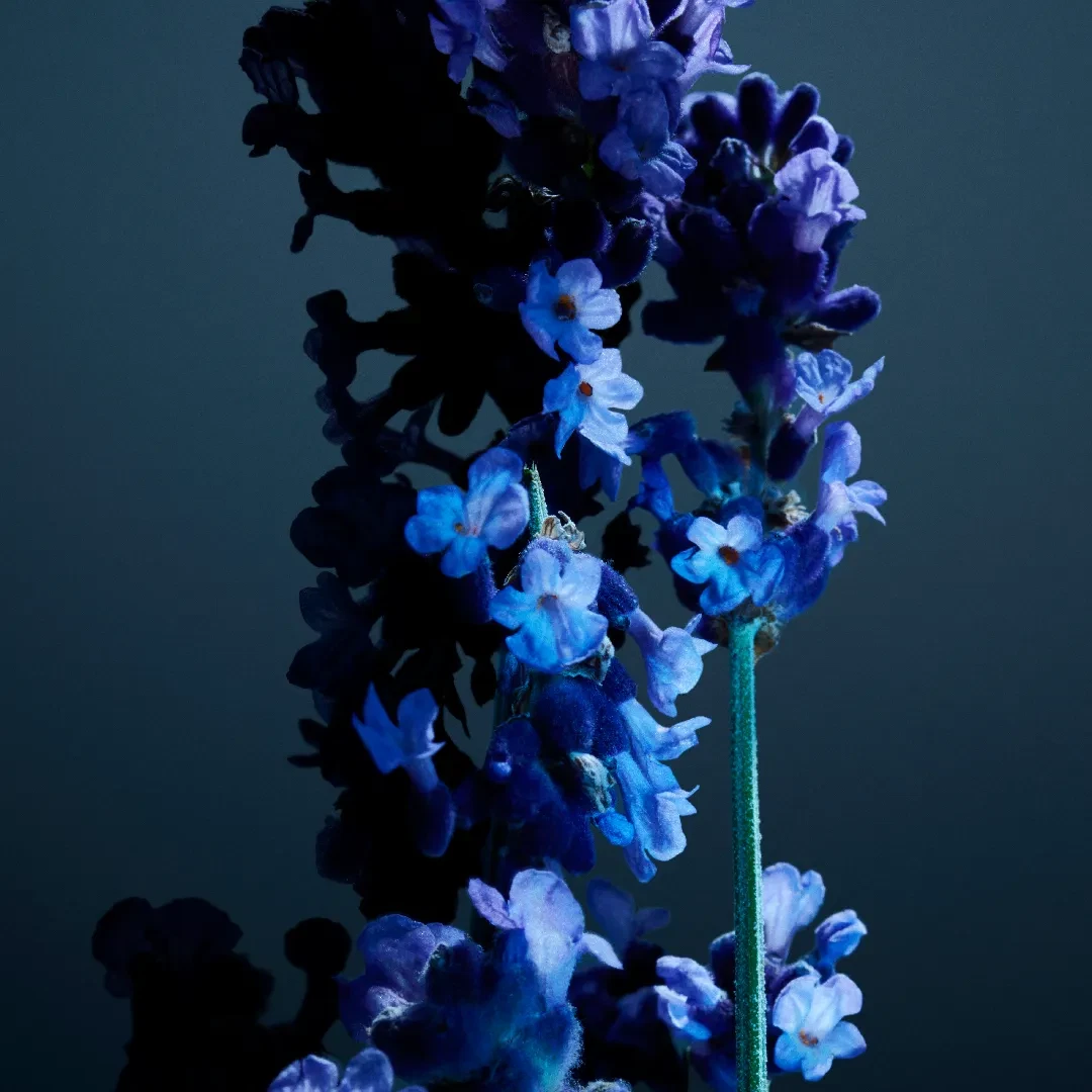 Phantom Parfum — photo 4