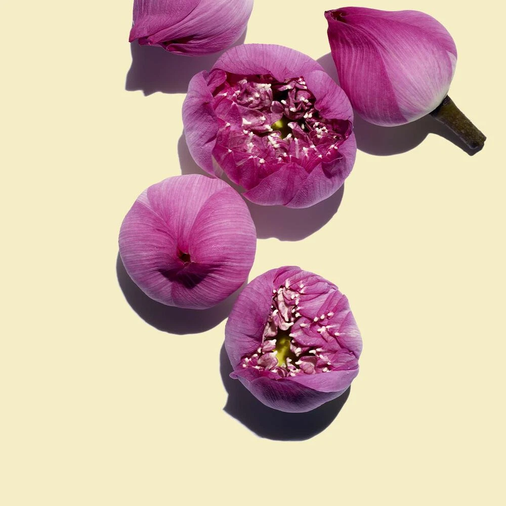 Lotus Treatment Oil — photo 3
