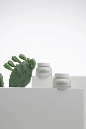 Cream Urang Cactus Oasis